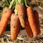 Šīs burkānu šķirnes ir labākās Ukrainā: produktīvas, nepretenciozas un saldas