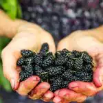 Šīs ogas aug netālu un ir labas sirdij, taču lielākā