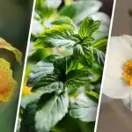 Skaisti, bet agresīvi: saraksts ar ziediem, kuri neprot "draudzēties" ar saviem kaimiņiem Skaisti, bet agresīvi: saraksts ar ziediem, kuri neprot "draudzēties" ar