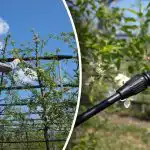 Slimībām un kaitēkļiem nebūs izredžu – kad un kā kokus ārstēt Slimībām un kaitēkļiem nebūs izredžu – kad un kā kokus