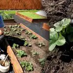 Tikai viena laistīšana: kā aizsargāt zemenes no kaitēkļiem un sakņu