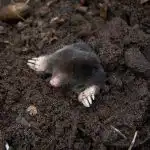 Uzkarsē līdz vārīšanās temperatūrai un ielej uz pilskalna: kurmji nekavējoties