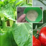 Viena karote - raža palielināsies 10 reizes: ko likt bedrē,