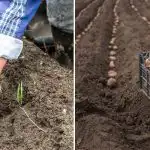 Viņi nebaidās no aukstuma un ražo rekordražu: kādas kartupeļu šķirnes stādīt aprīļa sākumā Viņi nebaidās no aukstuma un ražo rekordražu: kādas kartupeļu šķirnes