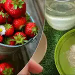 Zemenes dos daudzkārt saldākas ogas: “vecmāmiņas” barošanas recepte